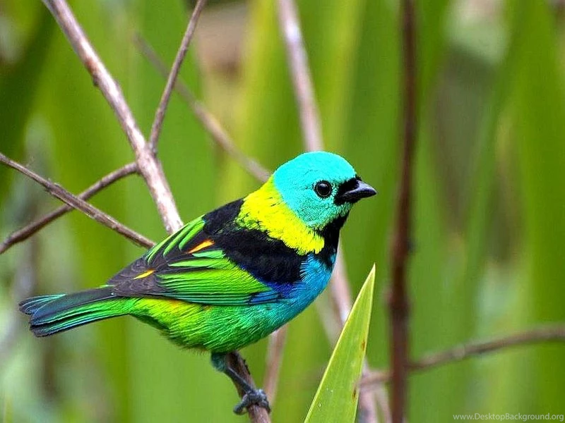 Beautiful Bird Colourful Bird – Animals Birds HD Desktop Wallpapers