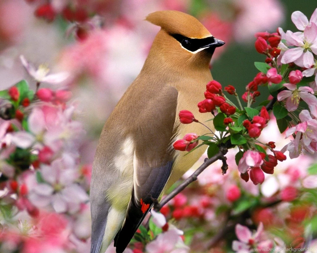 Beautiful, Bird, Desktop, Background, Wallpaper, Free, Download ...