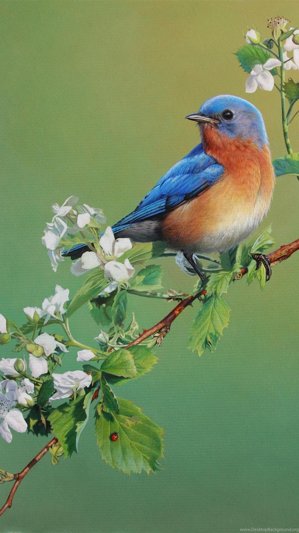 Android HD Wallpapers Beautiful Birds