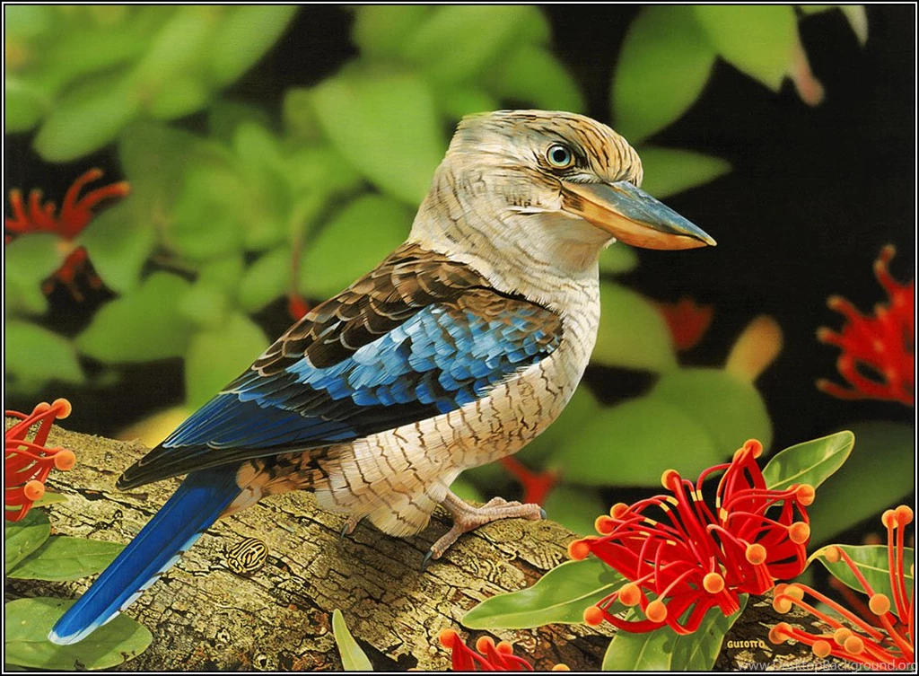 Daniel Sierra: Beautiful Birds Desktop Wallpapers For Free