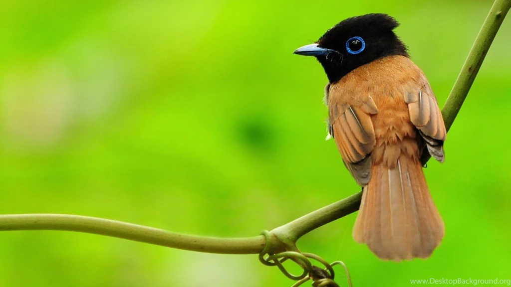 Wallpapers: Beautiful Birds Photos Images Pictures 50 HD ...