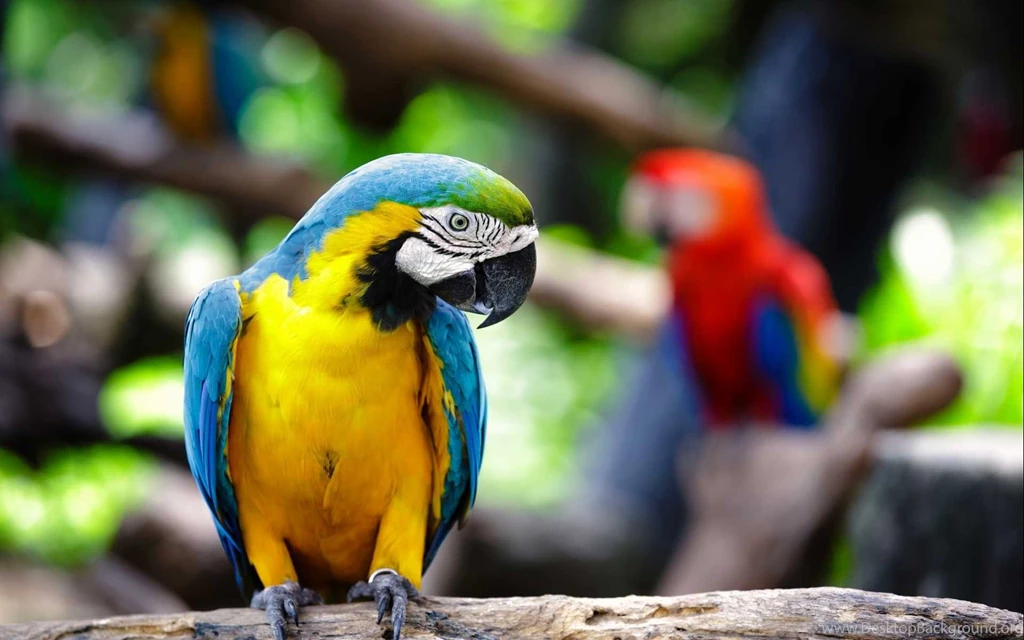 Beautiful Birds HD Wallpapers Top 25 Best Collection