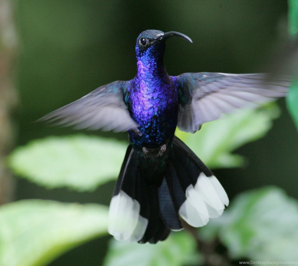 Daniel Sierra: Beautiful Birds Wallpapers For Beautiful Desktop