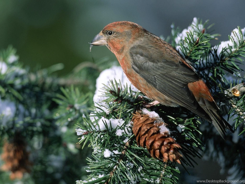 Download Beautiful Birds Pine Tree Snow Bird Wallpapers