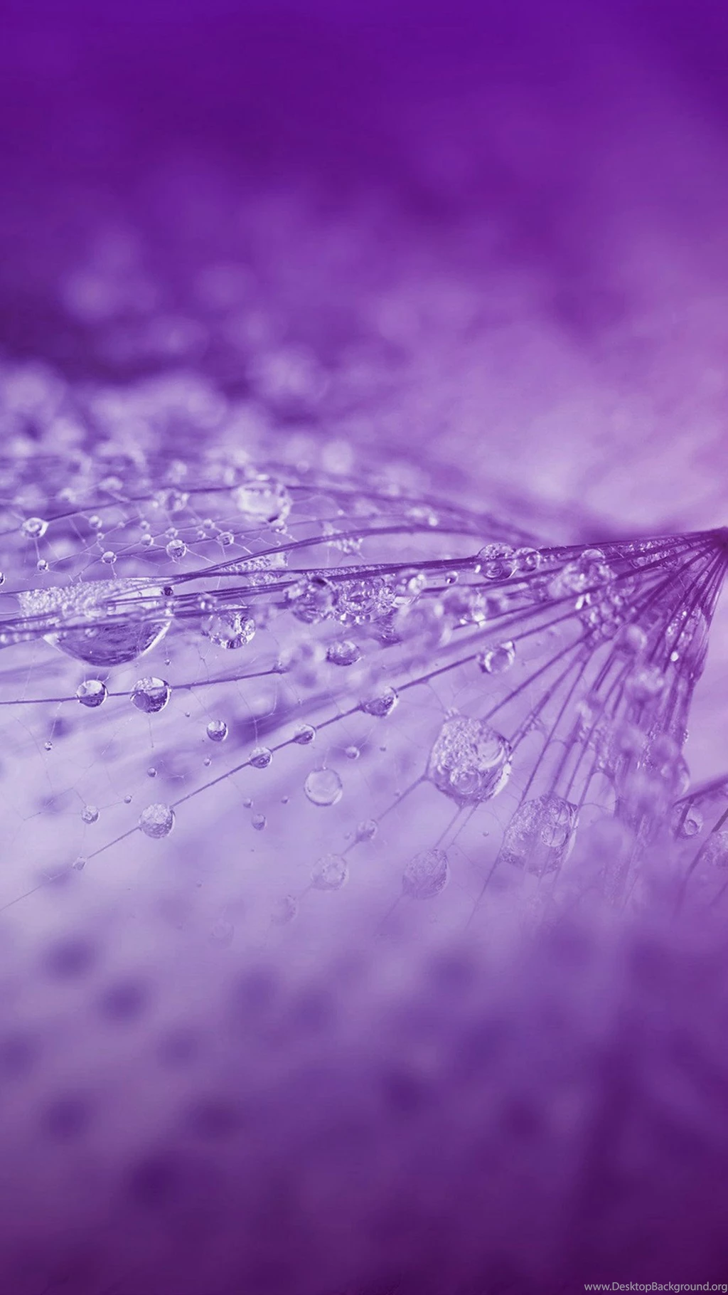 Nature Rrain Drop Flower Purple Pattern iPhone 6 Wallpapers ...