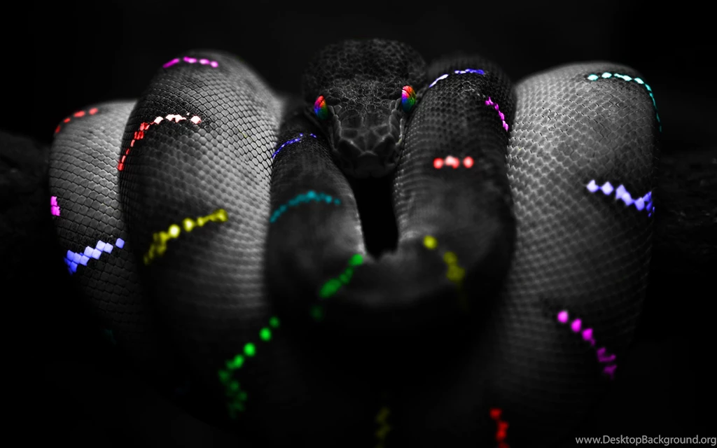 Juvenile Black Snake