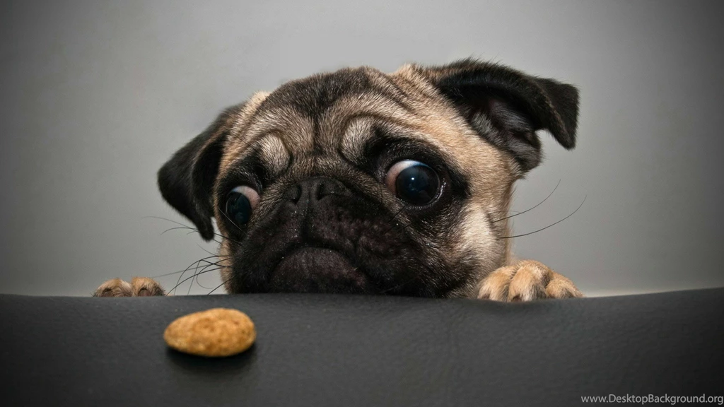 Interesting Wallpapers Of A Black Greedy Pug