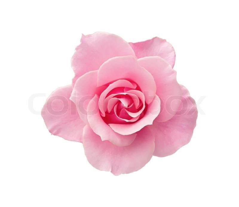 White And Pink Roses Backgrounds