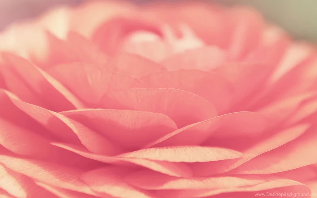 Flowers Pink Rose Free High Quality Backgrounds Pictures