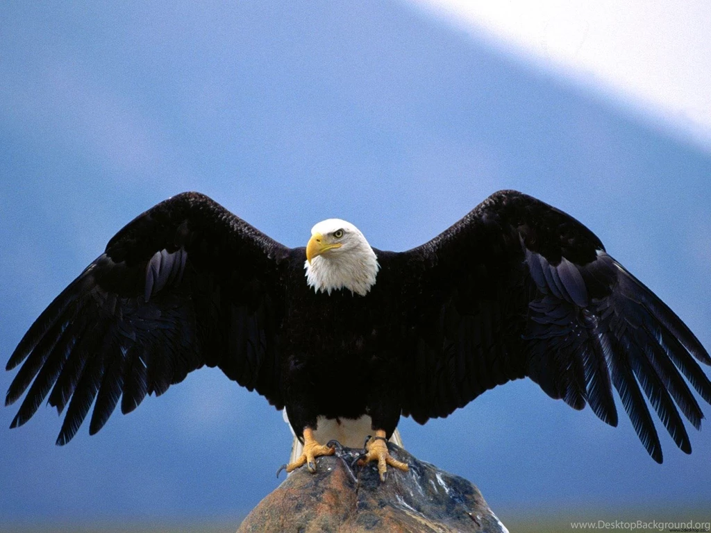 Desktop Images Of Desert Eagles Wallpapers 3d Hd Pictures.