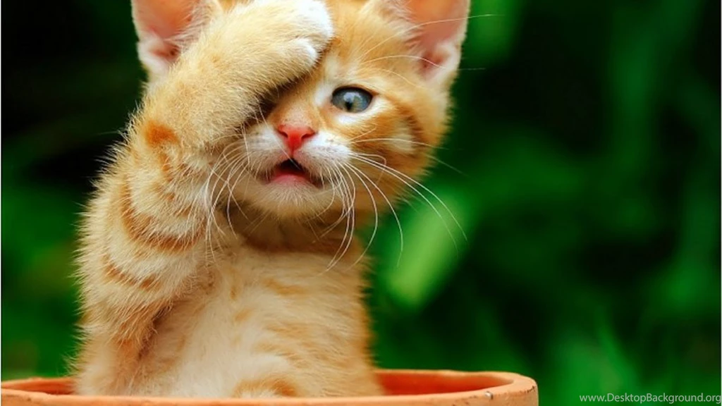 cute cat wallpapers download