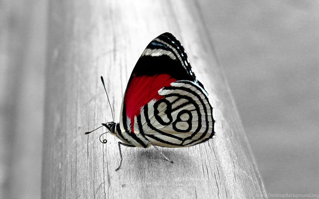Wallpapers Unique Butterfly Animal Wallpapers HD Desktop Mobile Free ...