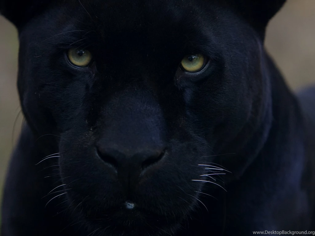 Black Panther Wallpapers