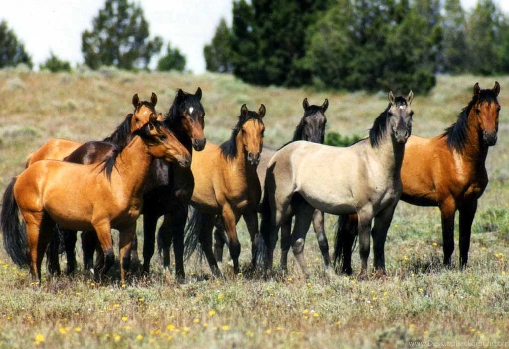 Heard Wild Horses Horse Ponies Horses Desktop Backgrounds ~ Horses ...