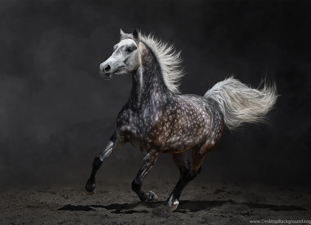 Download Beautiful Wild Horse HD HD iPad Wallpapers Widescreen ...