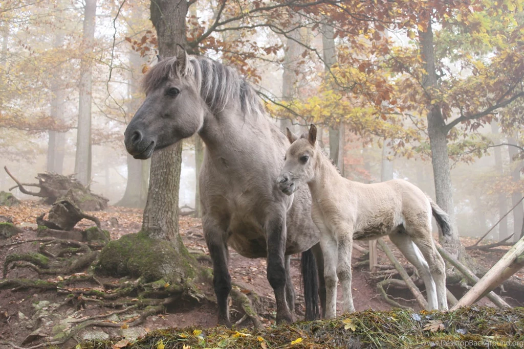 HD Animals Wallpapers: Wild Horses Wallpapers