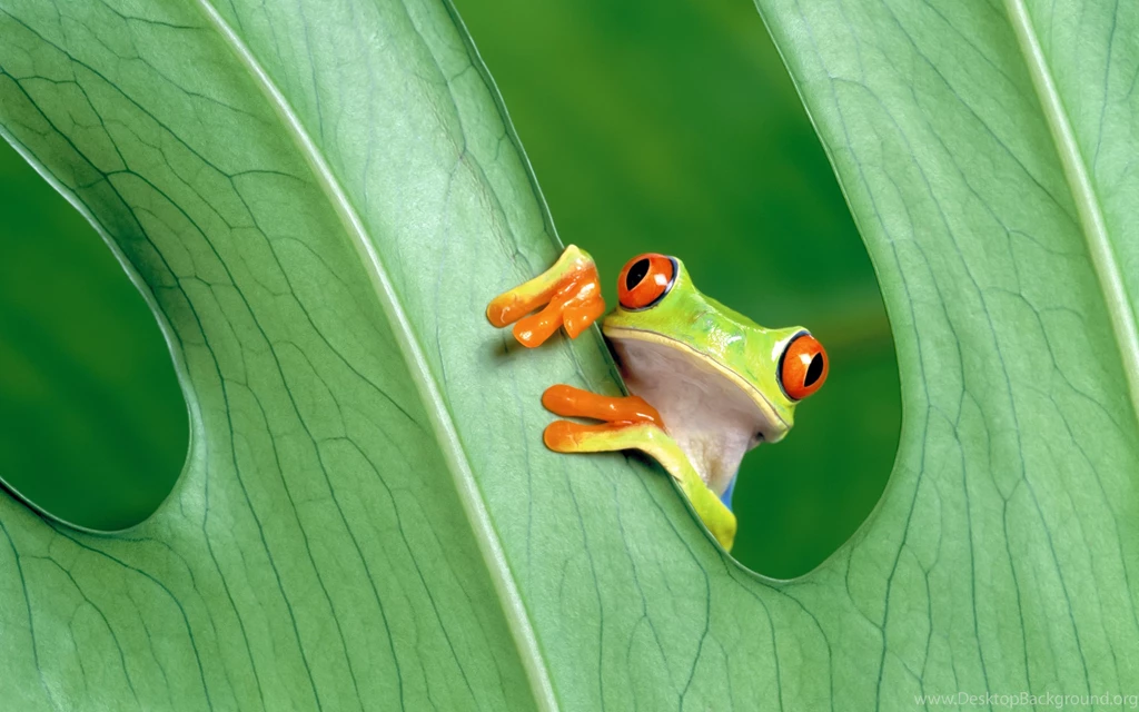 Green Frog Wallpapers