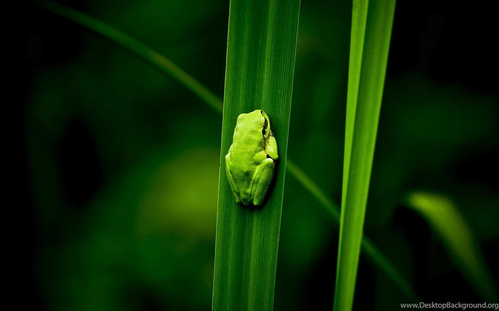 28 Excellent HD Frog Wallpapers HDWallSource.com