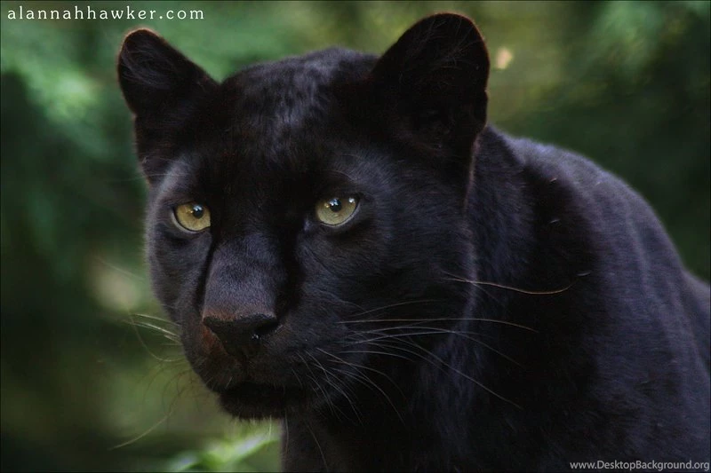 Computer Black Panther Wallpapers, Desktop Backgrounds 2880x1800 Id