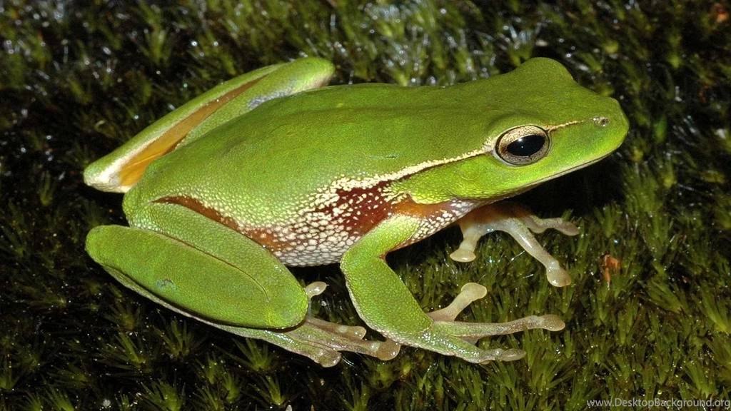 Wide HD Frog Wallpapers