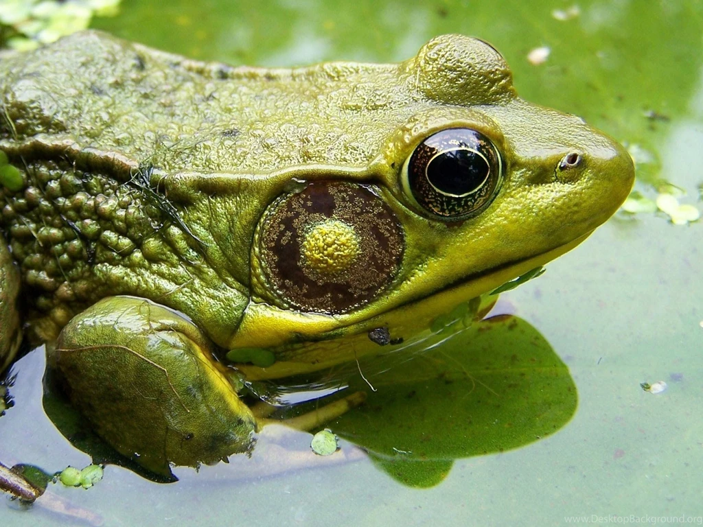 Desktop Wallpapers · Gallery · Animals · Green Frog