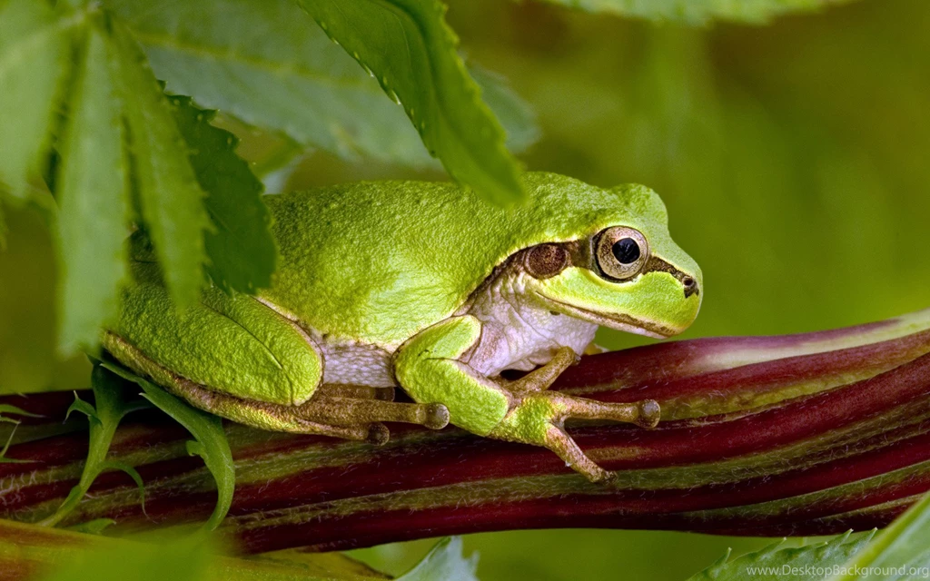Green Frog Wallpapers And Images Wallpapers, Pictures, Photos