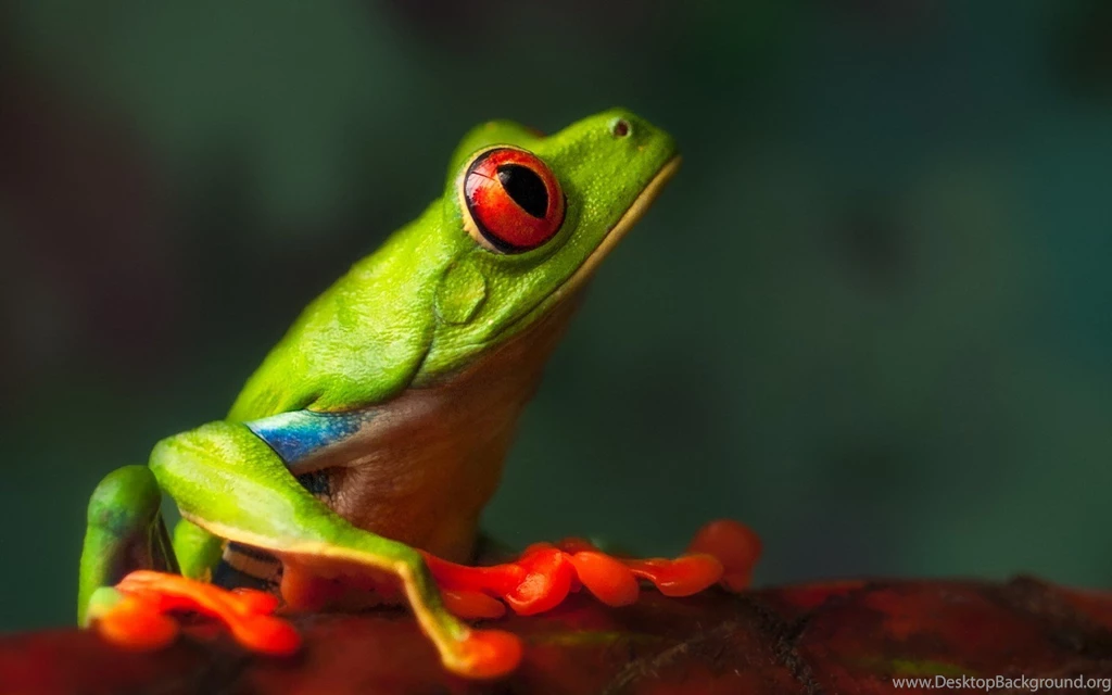 Green Frog Macro Wallpapers 1680x1050 169242