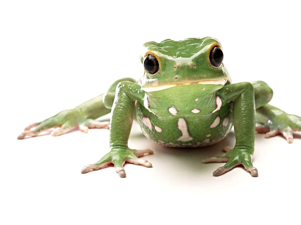 Frogs Wallpapers Cute Little Frogs Wallpapers