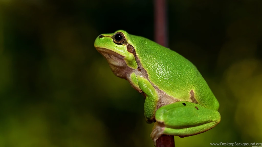 4K Green Frog Wallpapers