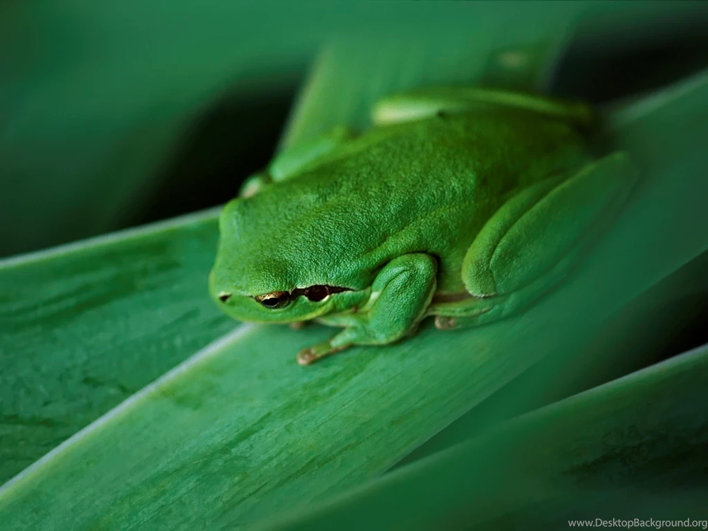 Green Frog Pictures
