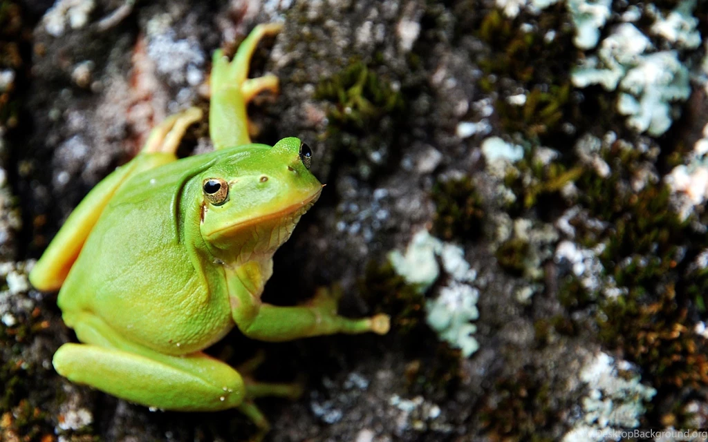Cute Green Frog