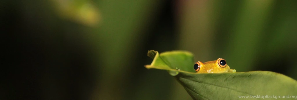 Frog Green Leaf HD Wallpapers