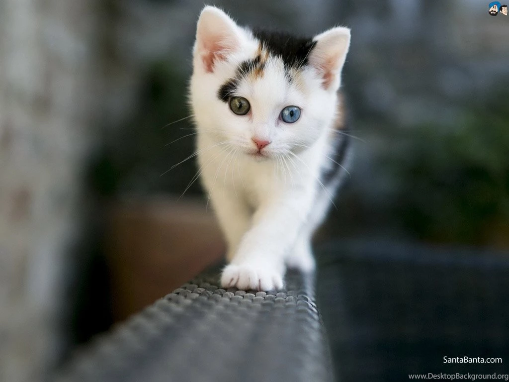 Cats Wallpapers