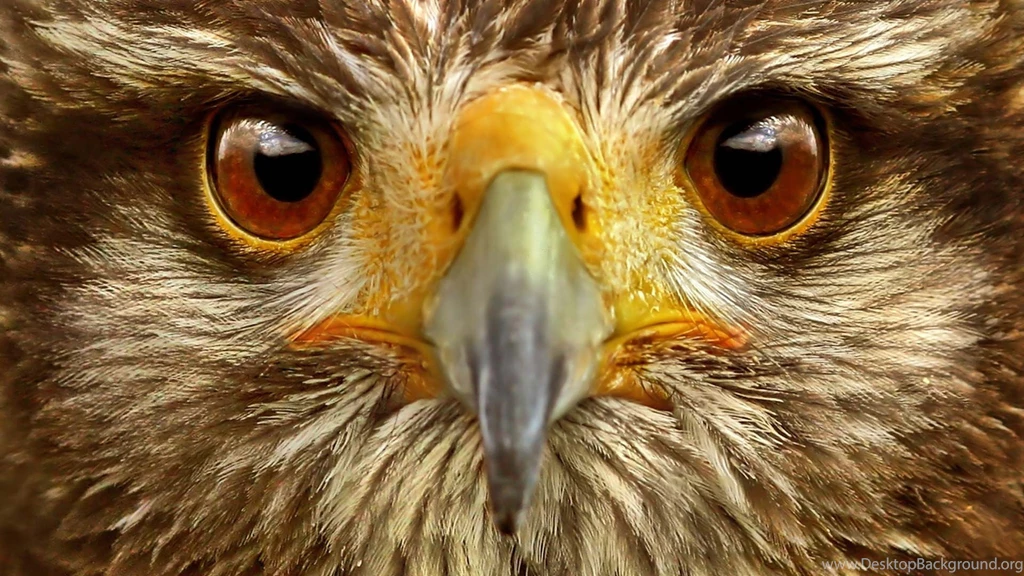 Download Wallpapers 1920x1080 Eagle, Eye, Bird Full HD 1080p HD ...