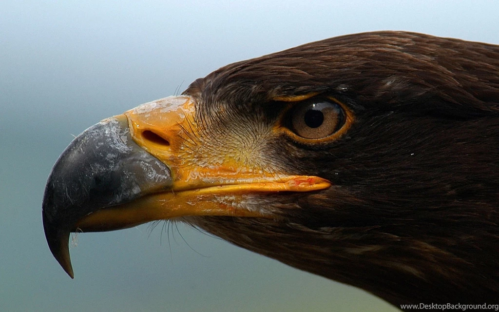 Eagle Eye Wallpapers