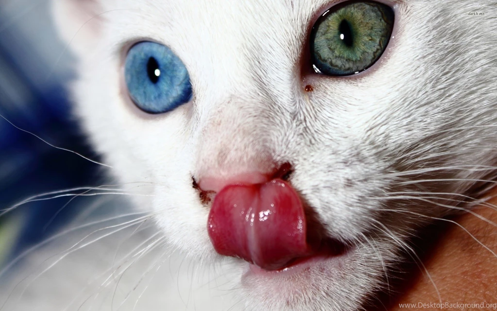 Top Odd Desktop Wallpapers Wallpapers
