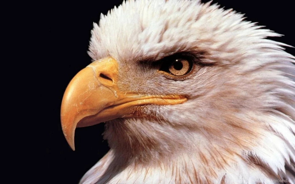 Eagle HD Animal Wallpapers