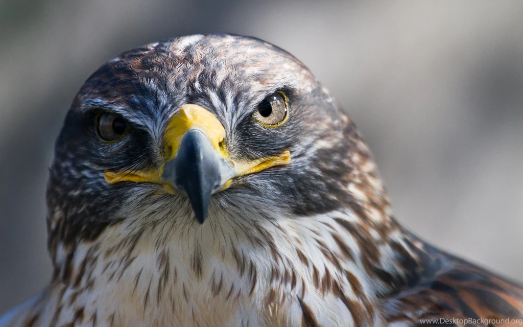 Eagle Orange Eyes HD Wallpapers Free Download