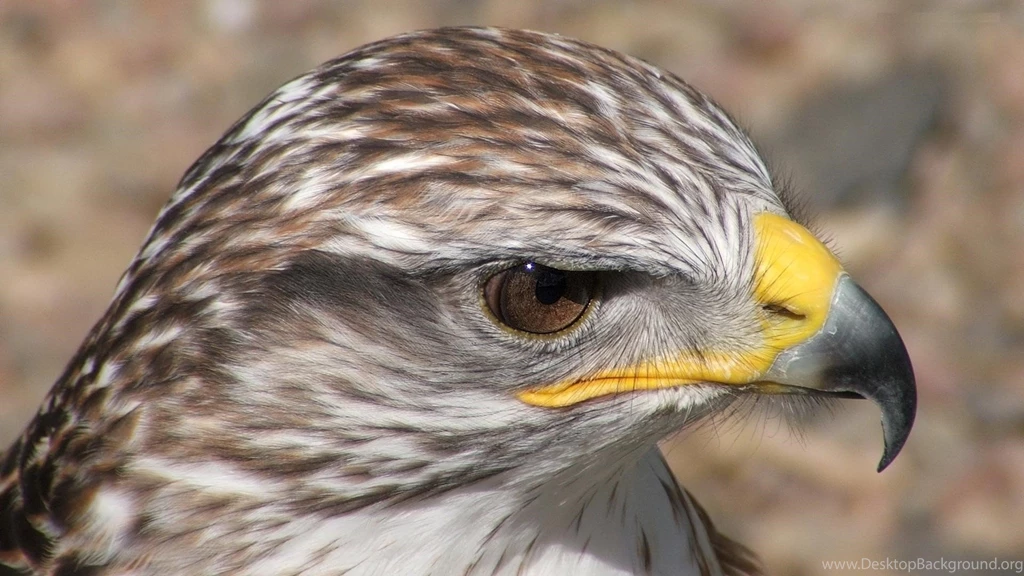 Danger Eagle Eye Wallpapers