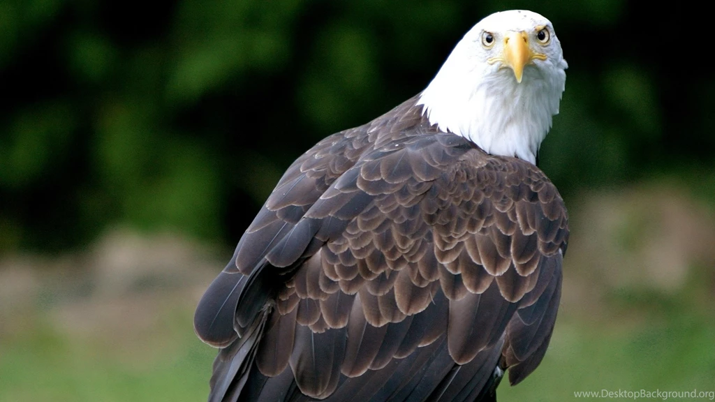 Eagle Eye Wallpapers Download, Free Eagle Eye, Eagle Eye Hd, Eagle ...