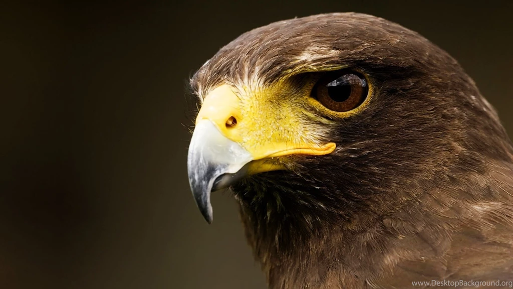 Eagle Killing Eye Hd Wallpapers. Eagle Eye Wallpaper. 1920x1080px ...
