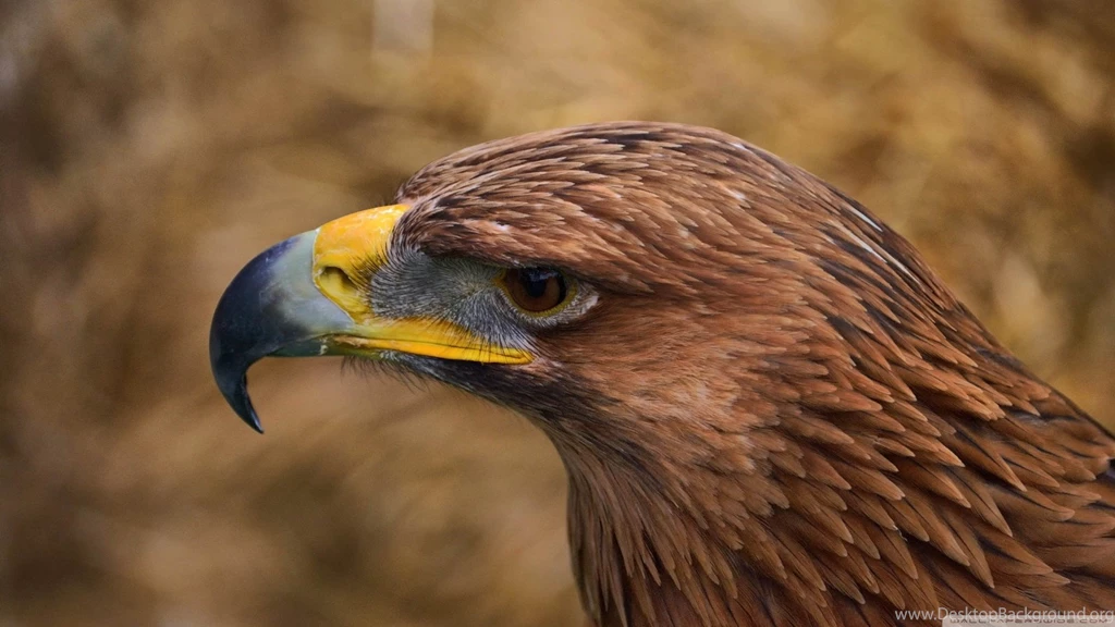Eagle Eye HD Desktop Wallpapers : High Definition : Fullscreen : Mobile