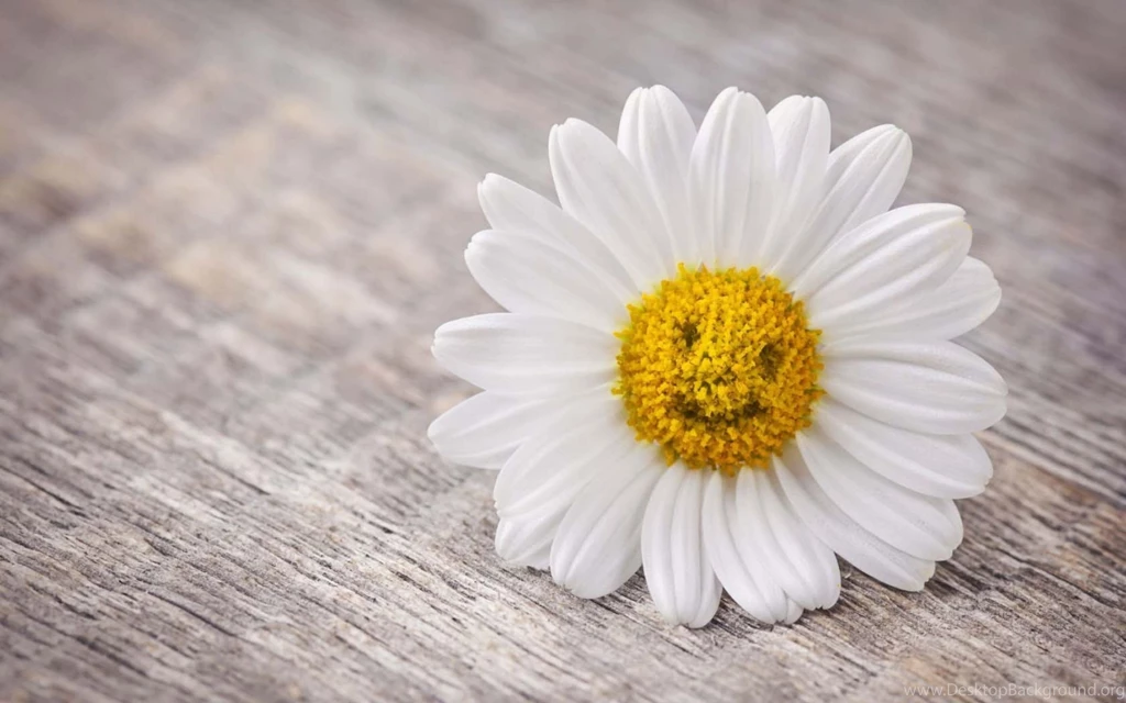 Daisy Flower Smile Wallpapers 6677 1920x1200 UMad.com