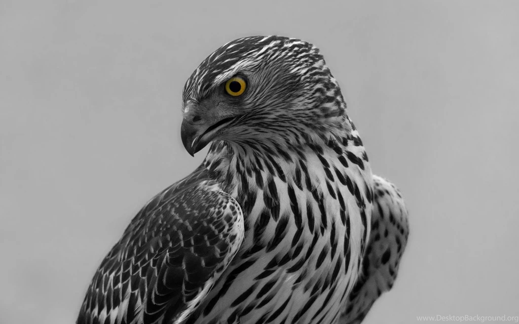 Eagle's Eye 2 By MeGustaDeviantart On DeviantArt