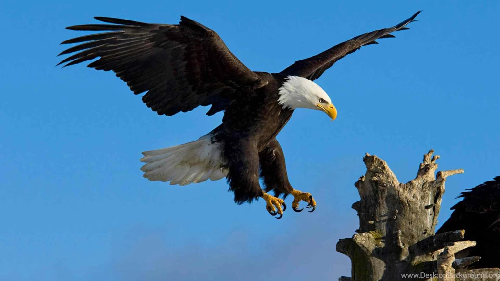 Desktop Eagle Eye Wallpapers Hd