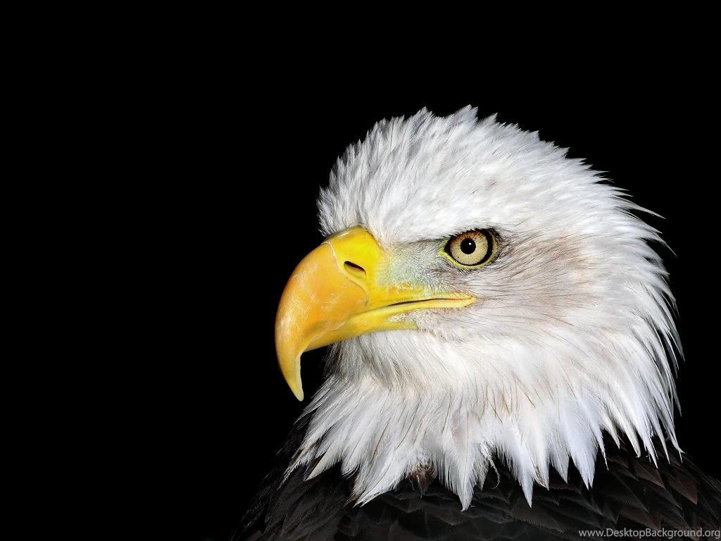 WORD UP: THE EAGLE'S EYE ( A Spoken Word Poem)