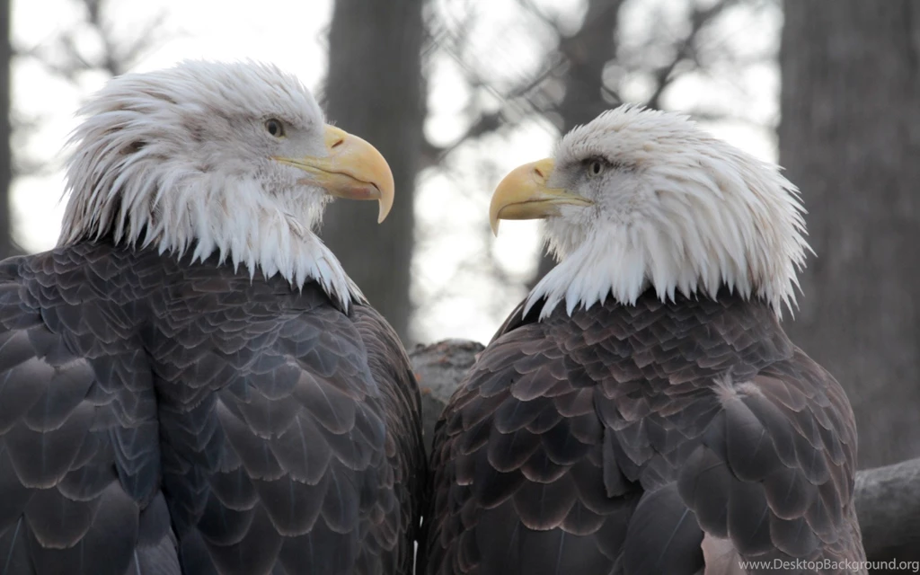 Eagle Eye Stare Down Widescreen Wallpapers