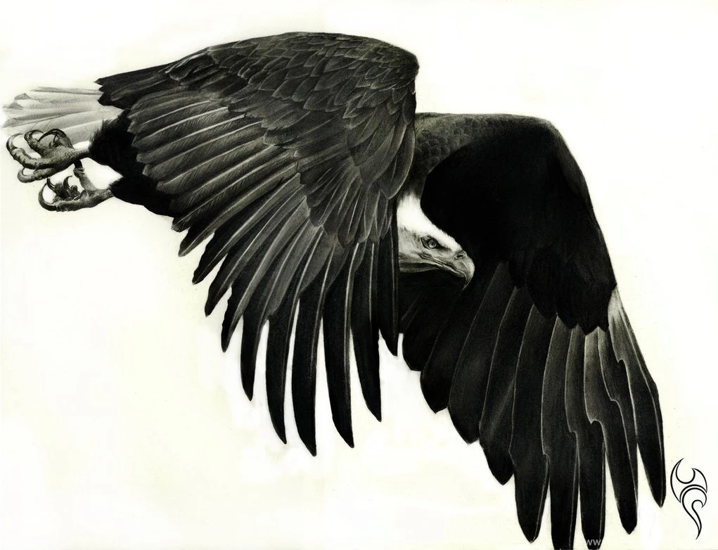 Eagle Eye By Cartes10 On DeviantArt