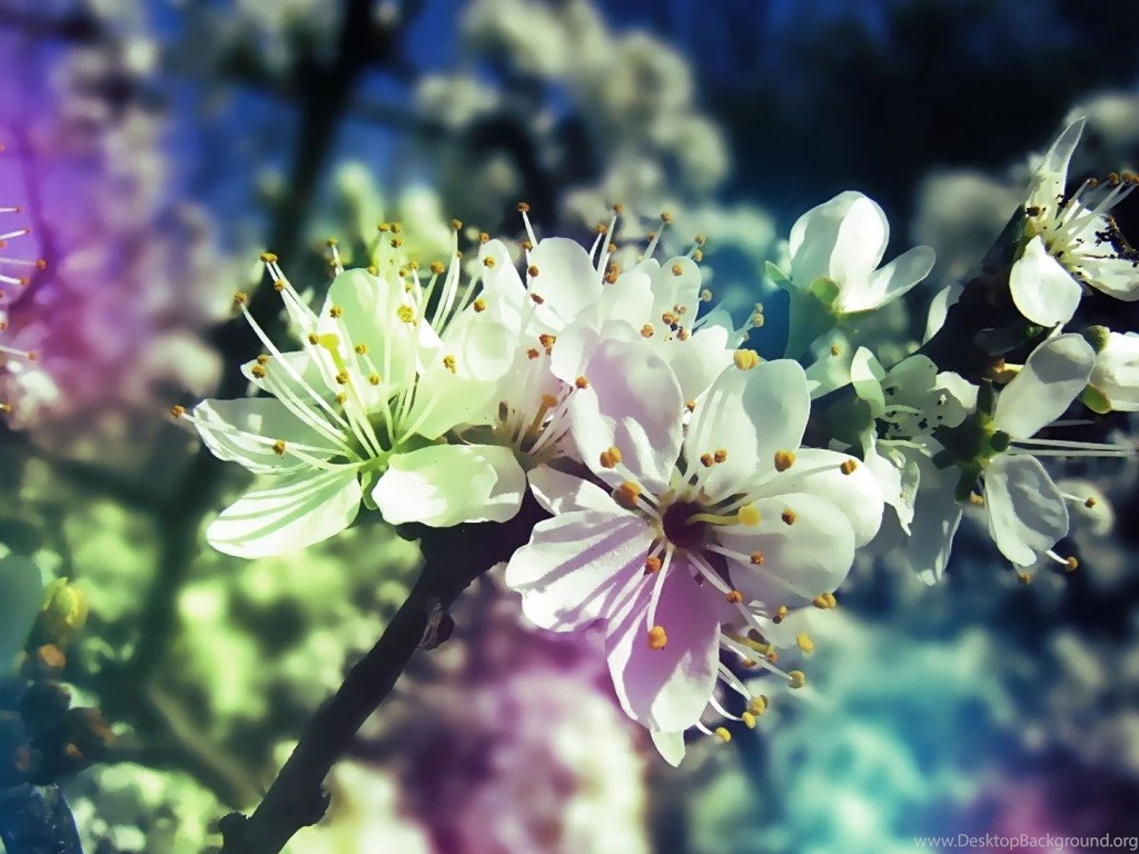 Beautiful Flowers 4K Wallpapers 156   Wallpapers HD   Wallpapers HD ...