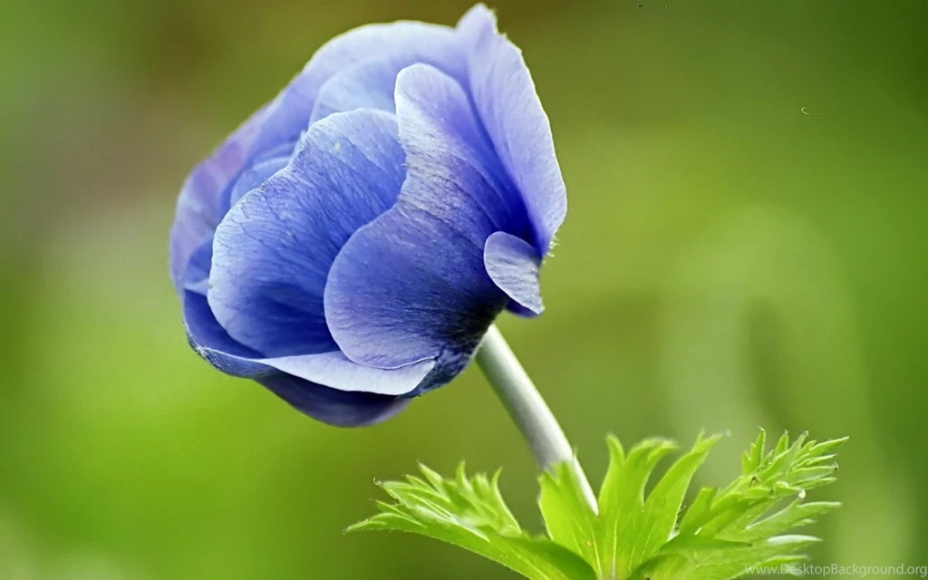 Nature Flower Wallpapers
